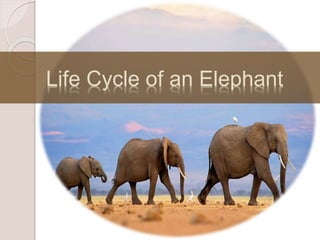 Life Cycle of an Elephant
 