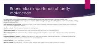 Readng Rope Pdf Family Malvaceae in Plants Systemeatics. | PPTX