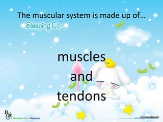 The muscular system is made up of…
muscles
and
tendons
 