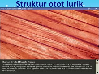 Struktur otot lurik
 