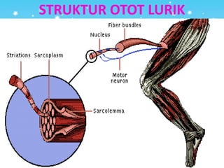 STRUKTUR OTOT LURIK
 