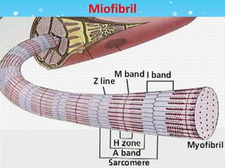 Miofibril
 