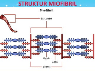 STRUKTUR MIOFIBRIL
 