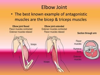 Elbow Joint
• The best known example of antagonistic
muscles are the bicep & triceps muscles
Elbow joint flexed
Flexor mus...