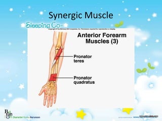 Synergic Muscle
 