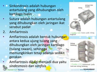 • Sinkondrosis adalah hubungan
antartulang yang dihubungkan oleh
kartilago hialin
• Sutura adalah hubungan antartulang
yan...