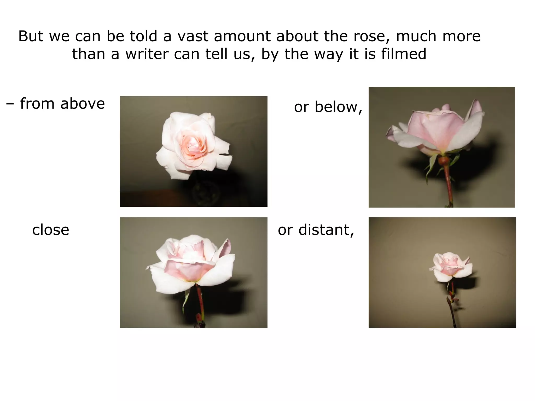 But we can be told a vast amount about the rose, much more
than a writer can tell us, by the way it is filmed
– from above or below,
close or distant,
 