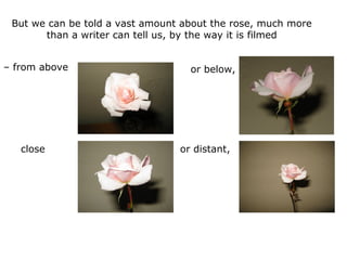 But we can be told a vast amount about the rose, much more
than a writer can tell us, by the way it is filmed
– from above or below,
close or distant,
 