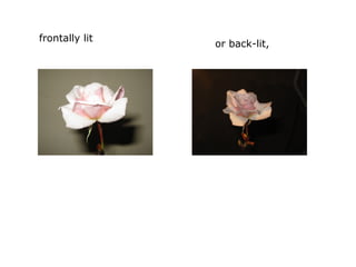 frontally lit
or back-lit,
 
