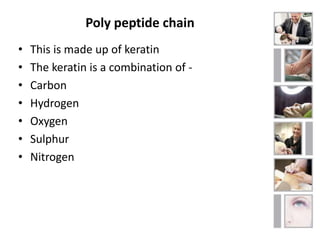 Poly peptide chain 
• This is made up of keratin 
• The keratin is a combination of - 
• Carbon 
• Hydrogen 
• Oxygen 
• Sulphur 
• Nitrogen 
 