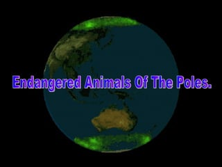 Endangered Animals Of The Poles. 