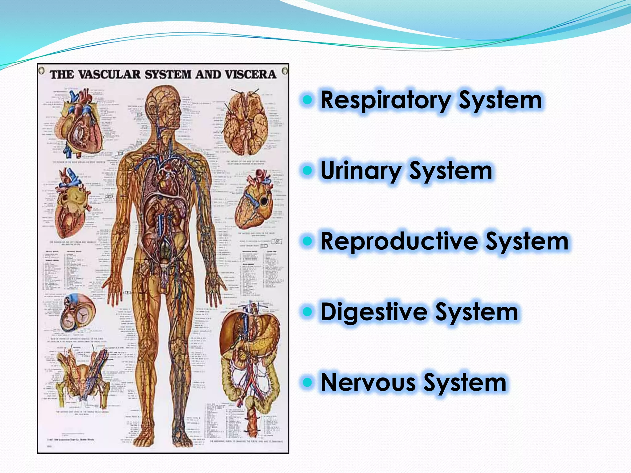 Respiratory System
Urinary System
Reproductive System
Digestive System
Nervous System