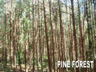 PINE FOREST 