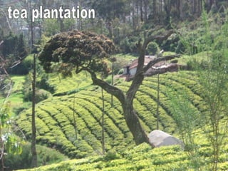 tea plantation 