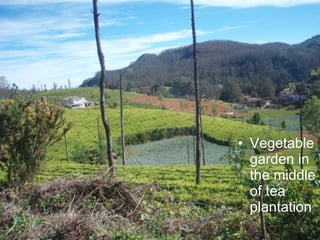 Vegetable garden in the middle of tea plantation 