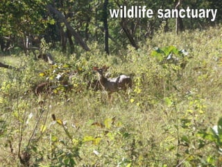 wildlife sanctuary 