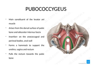 Presentation1 ruby mam.pptxxxxxxxxxxxxxxxx | PPTX