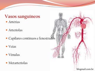 Vasos sanguíneos
 Artérias

 Arteríolas

 Capilares contínuos e fenestrados

 Veias

 Vênulas

 Metarteríolas
                                      blogmail.com.br
 