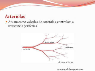 Arteríolas
 Atuam como válvulas de controle e controlam a
 resistência periférica




                                   umpeverde.blogspot.com
 