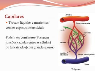 Capilares
 Trocam líquidos e nutrientes
com os espaços intersticiais

Podem ser contínuos(Possuem
junções vazadas entre as células)
ou fenestrados(com grandes poros)




                                    Teliga.net
 