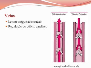 Veias
 Levam sangue ao coração
 Regulação do débito cardíaco




                                 mmspf.msdonline.com.br
 
