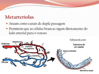 Metarteríolas
 Atuam como canais de dupla passagem
 Permitem que as células brancas sigam diretamente do
 lado arterial para o venoso
                                          Infoescola.com
 