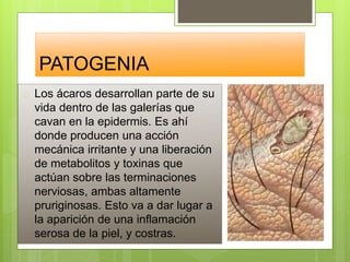 PATOGENIA
 Los ácaros desarrollan parte de su
vida dentro de las galerías que
cavan en la epidermis. Es ahí
donde producen una acción
mecánica irritante y una liberación
de metabolitos y toxinas que
actúan sobre las terminaciones
nerviosas, ambas altamente
pruriginosas. Esto va a dar lugar a
la aparición de una inflamación
serosa de la piel, y costras.
 