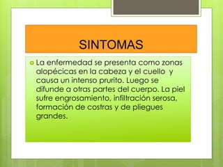 SINTOMAS
 La enfermedad se presenta como zonas
alopécicas en la cabeza y el cuello y
causa un intenso prurito. Luego se
difunde a otras partes del cuerpo. La piel
sufre engrosamiento, infiltración serosa,
formación de costras y de pliegues
grandes.
 