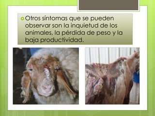 Otros síntomas que se pueden
observar son la inquietud de los
animales, la pérdida de peso y la
baja productividad.
 