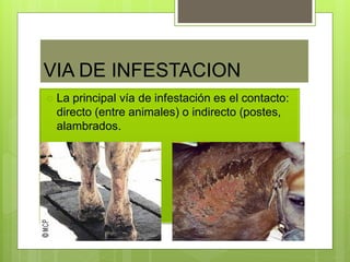 VIA DE INFESTACION
 La principal vía de infestación es el contacto:
directo (entre animales) o indirecto (postes,
alambrados.
 
