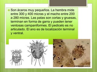  Son ácaros muy pequeños. La hembra mide
entre 300 y 400 micras y el macho entre 200
a 280 micras. Las patas son cortas y gruesas,
terminan en forma de garra y pueden tener
ventosas campaniformes. El pedicelo es no
articulado. El ano es de localización terminal
y ventral.
 