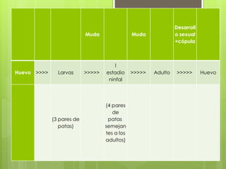 Muda Muda
Desarroll
o sexual
+cópula
Huevo >>>> Larvas >>>>>
1
estadio
ninfal
>>>>> Adulto >>>>> Huevo
(3 pares de
patas)
(4 pares
de
patas
semejan
tes a los
adultos)
 