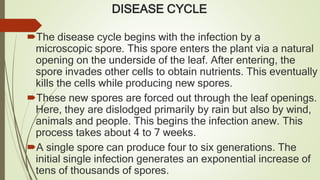 DISEASE CYCLE
The disease cycle begins with the infection by a
microscopic spore. This spore enters the plant via a natural
opening on the underside of the leaf. After entering, the
spore invades other cells to obtain nutrients. This eventually
kills the cells while producing new spores.
These new spores are forced out through the leaf openings.
Here, they are dislodged primarily by rain but also by wind,
animals and people. This begins the infection anew. This
process takes about 4 to 7 weeks.
A single spore can produce four to six generations. The
initial single infection generates an exponential increase of
tens of thousands of spores.
 