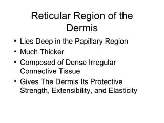 Reticular Region of the Dermis Lies Deep in the Papillary Region Much Thicker Composed of Dense Irregular Connective Tissue Gives The Dermis Its Protective Strength, Extensibility, and Elasticity 