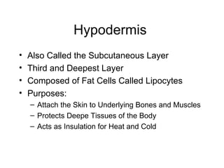Hypodermis  Also Called the Subcutaneous Layer Third and Deepest Layer Composed of Fat Cells Called Lipocytes Purposes: Attach the Skin to Underlying Bones and Muscles Protects Deepe Tissues of the Body Acts as Insulation for Heat and Cold 