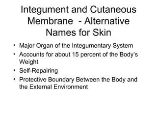 Integument and Cutaneous Membrane  - Alternative Names for Skin Major Organ of the Integumentary System Accounts for about 15 percent of the Body’s Weight Self-Repairing  Protective Boundary Between the Body and the External Environment 