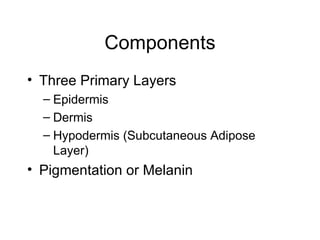 Components Three Primary Layers Epidermis Dermis Hypodermis (Subcutaneous Adipose Layer) Pigmentation or Melanin 