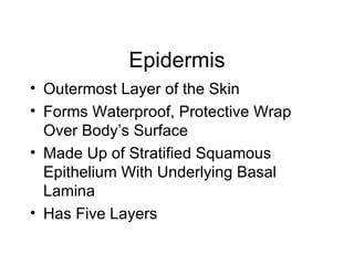 Epidermis Outermost Layer of the Skin Forms Waterproof, Protective Wrap Over Body’s Surface Made Up of Stratified Squamous Epithelium With Underlying Basal Lamina Has Five Layers 