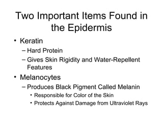 Two Important Items Found in the Epidermis Keratin Hard Protein Gives Skin Rigidity and Water-Repellent Features Melanocytes Produces Black Pigment Called Melanin Responsible for Color of the Skin Protects Against Damage from Ultraviolet Rays 