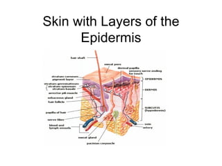 Skin with Layers of the Epidermis 
