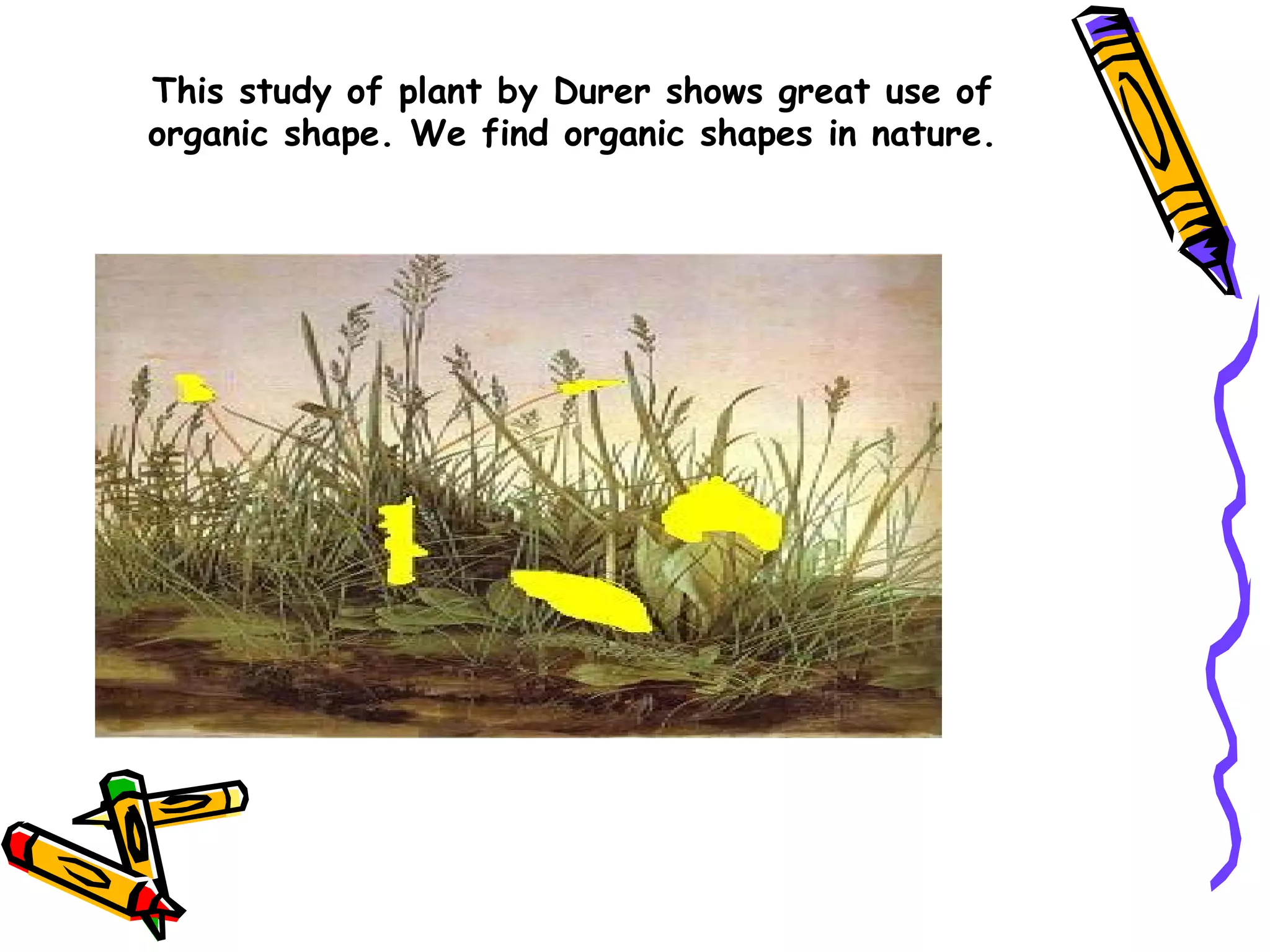 This study of plant by Durer shows great use of
organic shape. We find organic shapes in nature.
 