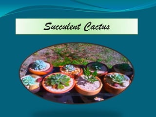 Succulent Cactus
 