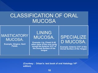10
CLASSIFICATION OF ORAL
MUCOSA
MASTICATORY
MUCOSA.
Example- Gingiva, Hard
Palate,
LINING
MUCOSA.
Example- Lip, Cheek & All
other parts of the oral cavity
except the Anterior 2/3rd of
the Dorsal Surface of the
tongue
SPECIALIZE
D MUCOSA.
Example- Anterior 2/3rd of the
Dorsal Surface of the Tongue
(Courtesy : Orban’s: text book of oral histology 14th
edition)
 