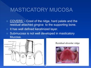  COVERS :- Crest of the ridge, hard palate and the
residual attached gingiva to the supporting bone.
 It has well defined keratinized layer.
 Submucosa is not well developed in masticatory
Mucosa.
12
 