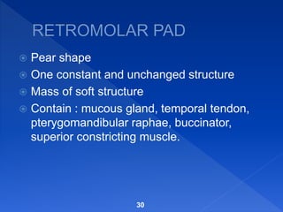  Pear shape
 One constant and unchanged structure
 Mass of soft structure
 Contain : mucous gland, temporal tendon,
pterygomandibular raphae, buccinator,
superior constricting muscle.
30
 