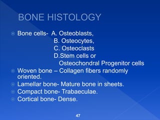  Bone cells- A. Osteoblasts,
B. Osteocytes,
C. Osteoclasts
D.Stem cells or
Osteochondral Progenitor cells
 Woven bone – Collagen fibers randomly
oriented.
 Lamellar bone- Mature bone in sheets.
 Compact bone- Trabaeculae.
 Cortical bone- Dense.
47
 