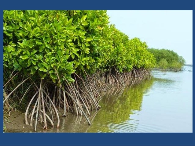 Presentation1 Tumbuhan