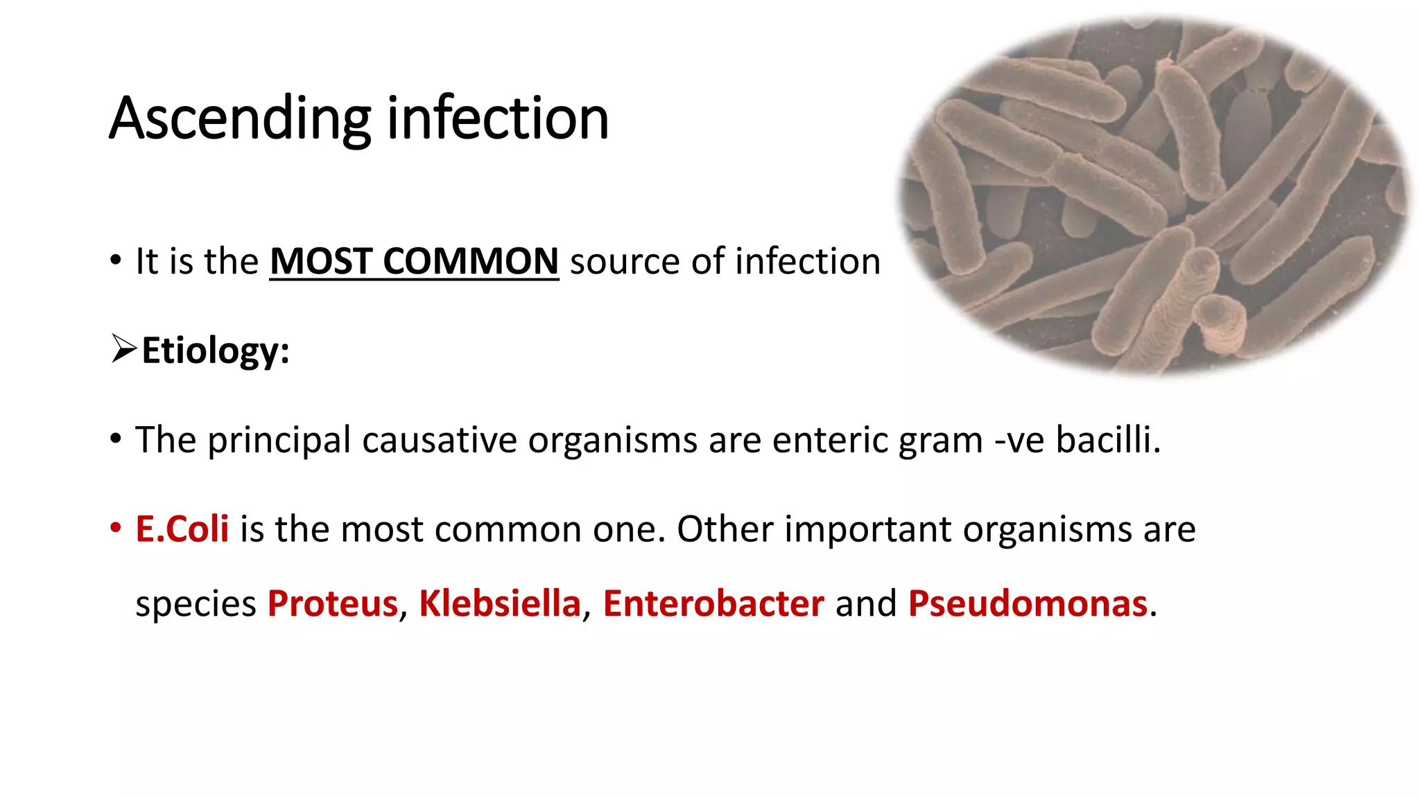 Ascending infection
• It is the MOST COMMON source of infection
Etiology:
• The principal causative organisms are enteric gram -ve bacilli.
• E.Coli is the most common one. Other important organisms are
species Proteus, Klebsiella, Enterobacter and Pseudomonas.
 
