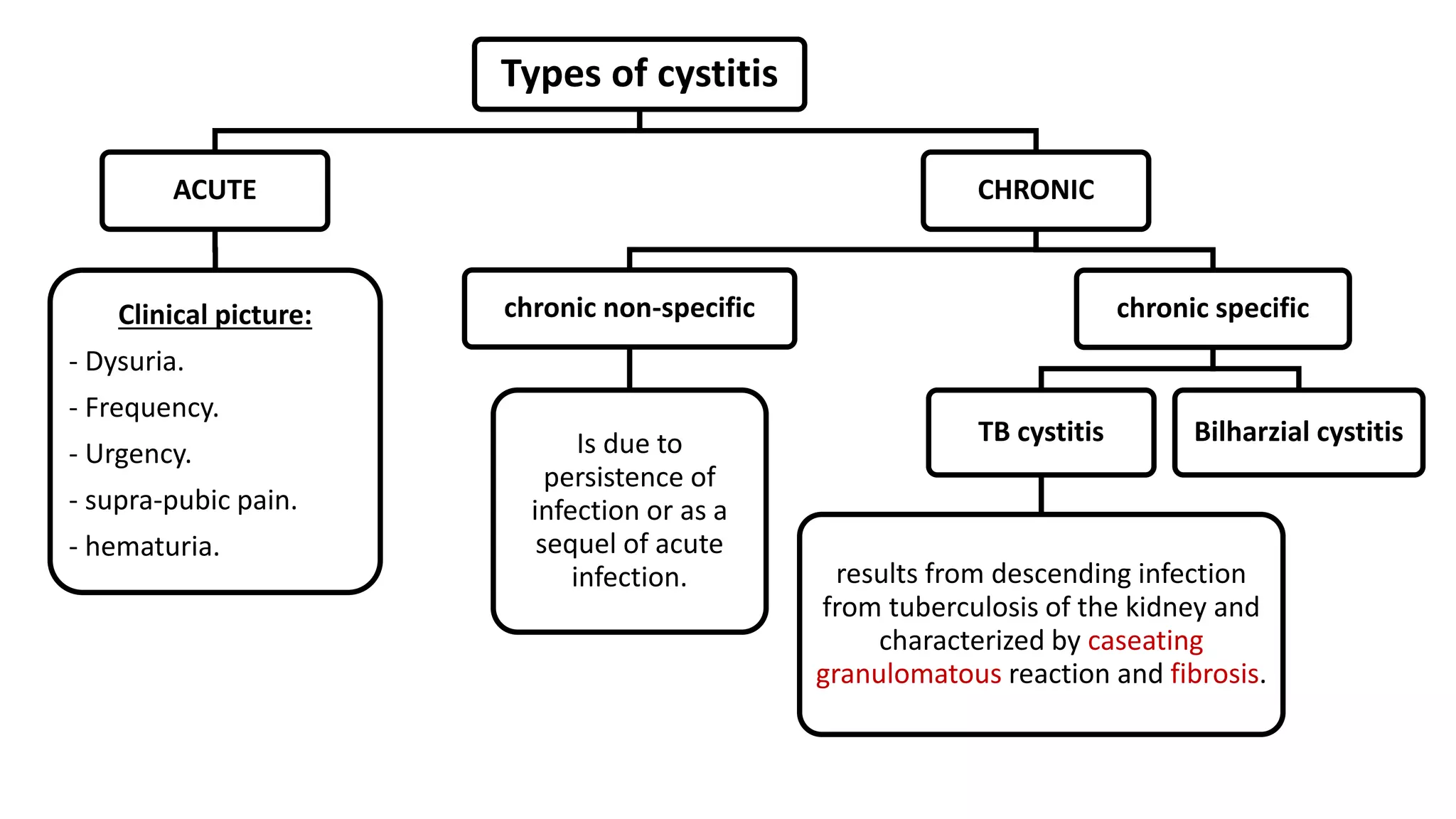 Types of cystitis
ACUTE
Clinical picture:
- Dysuria.
- Frequency.
- Urgency.
- supra-pubic pain.
- hematuria.
CHRONIC
chronic non-specific
Is due to
persistence of
infection or as a
sequel of acute
infection.
chronic specific
TB cystitis
results from descending infection
from tuberculosis of the kidney and
characterized by caseating
granulomatous reaction and fibrosis.
Bilharzial cystitis
 
