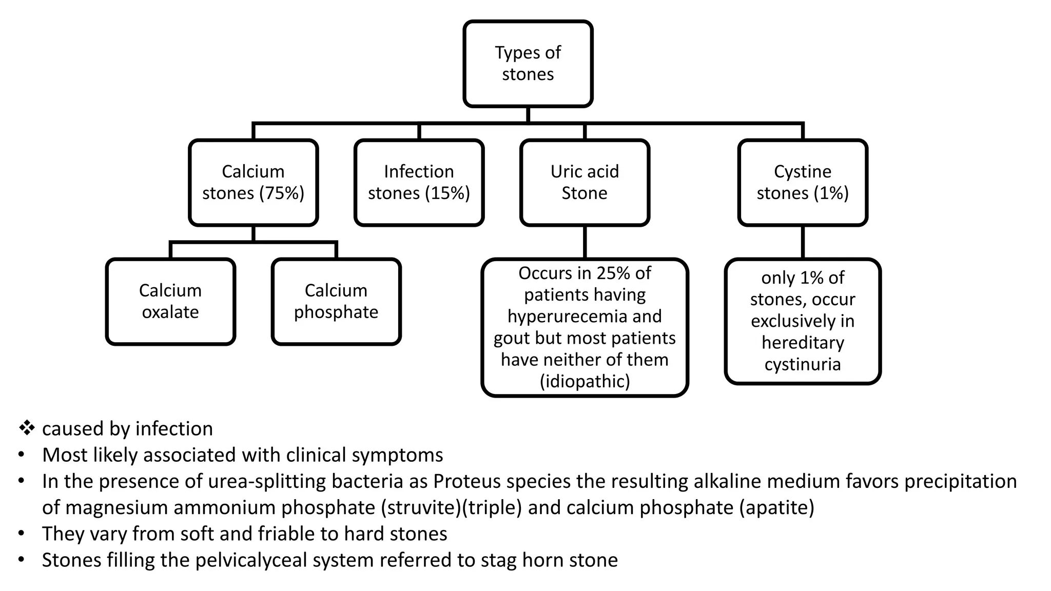 Types of
stones
Calcium
stones (75%)
Calcium
oxalate
Calcium
phosphate
Infection
stones (15%)
Uric acid
Stone
Occurs in 25% of
patients having
hyperurecemia and
gout but most patients
have neither of them
(idiopathic)
Cystine
stones (1%)
only 1% of
stones, occur
exclusively in
hereditary
cystinuria
 caused by infection
• Most likely associated with clinical symptoms
• In the presence of urea-splitting bacteria as Proteus species the resulting alkaline medium favors precipitation
of magnesium ammonium phosphate (struvite)(triple) and calcium phosphate (apatite)
• They vary from soft and friable to hard stones
• Stones filling the pelvicalyceal system referred to stag horn stone
 